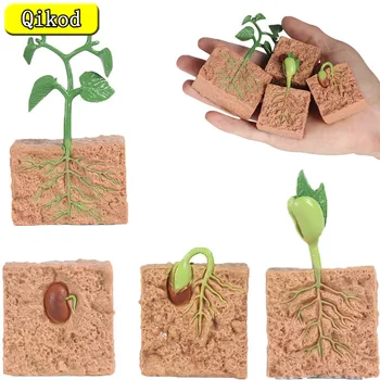 Симулация Модел На Растежа На Растенията Цикъл На Растеж На Семена От Соя Жизнен Цикъл На Животното Фигурка Фигурка Колекция От Бижута, Детски Играчки